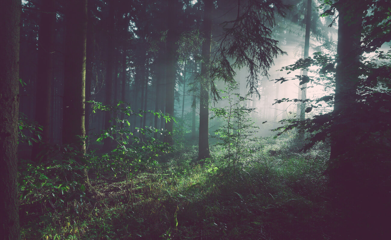 Green Forest